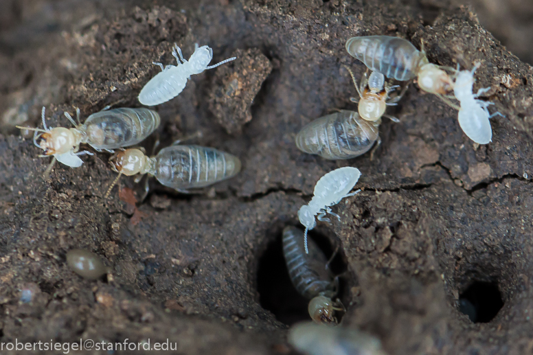 termites